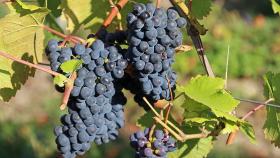 Русский стал официальным языком Международной организации виноделов